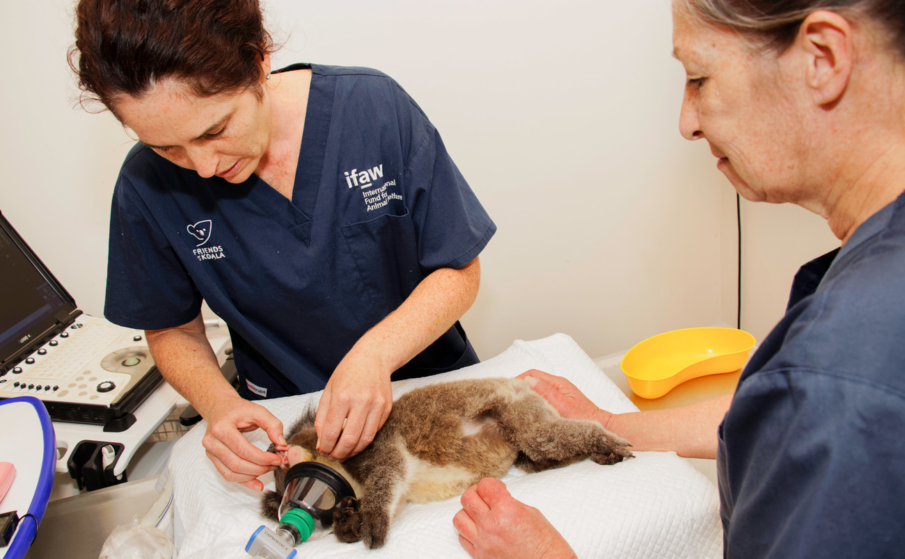 Veterinarian and vet nurse treat a koala joey
