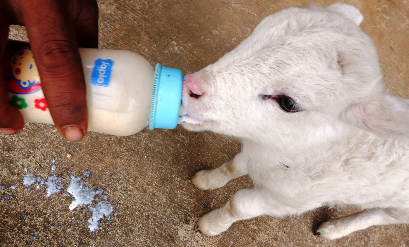 An orphaned lamb is bottle-fed formula