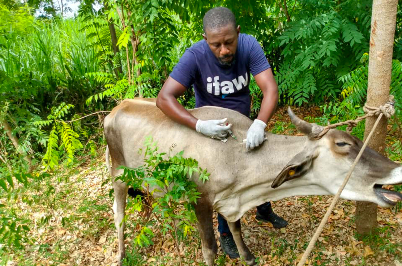 Notre équipe de secours lors de catastrophes fournissant des vaccins et des soins aux animaux des communautés et au bétail