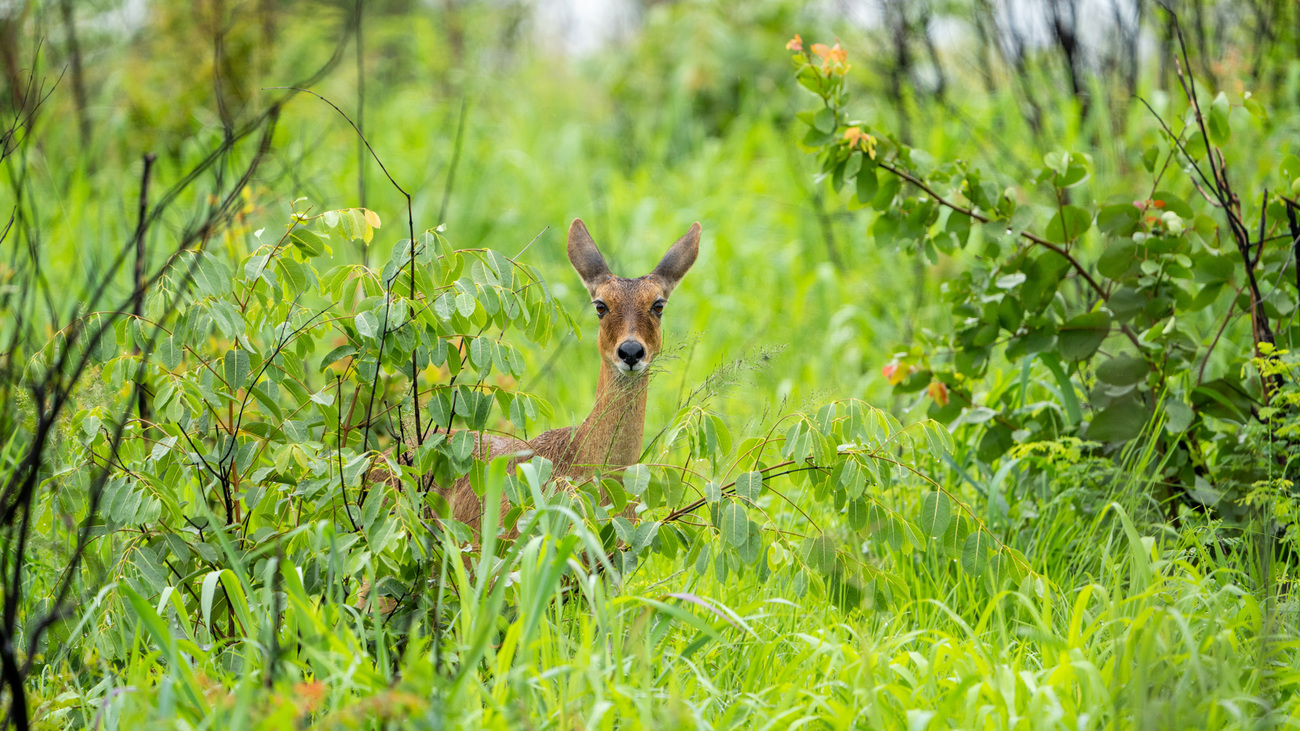 Un steenbock caché entre de hautes herbes.