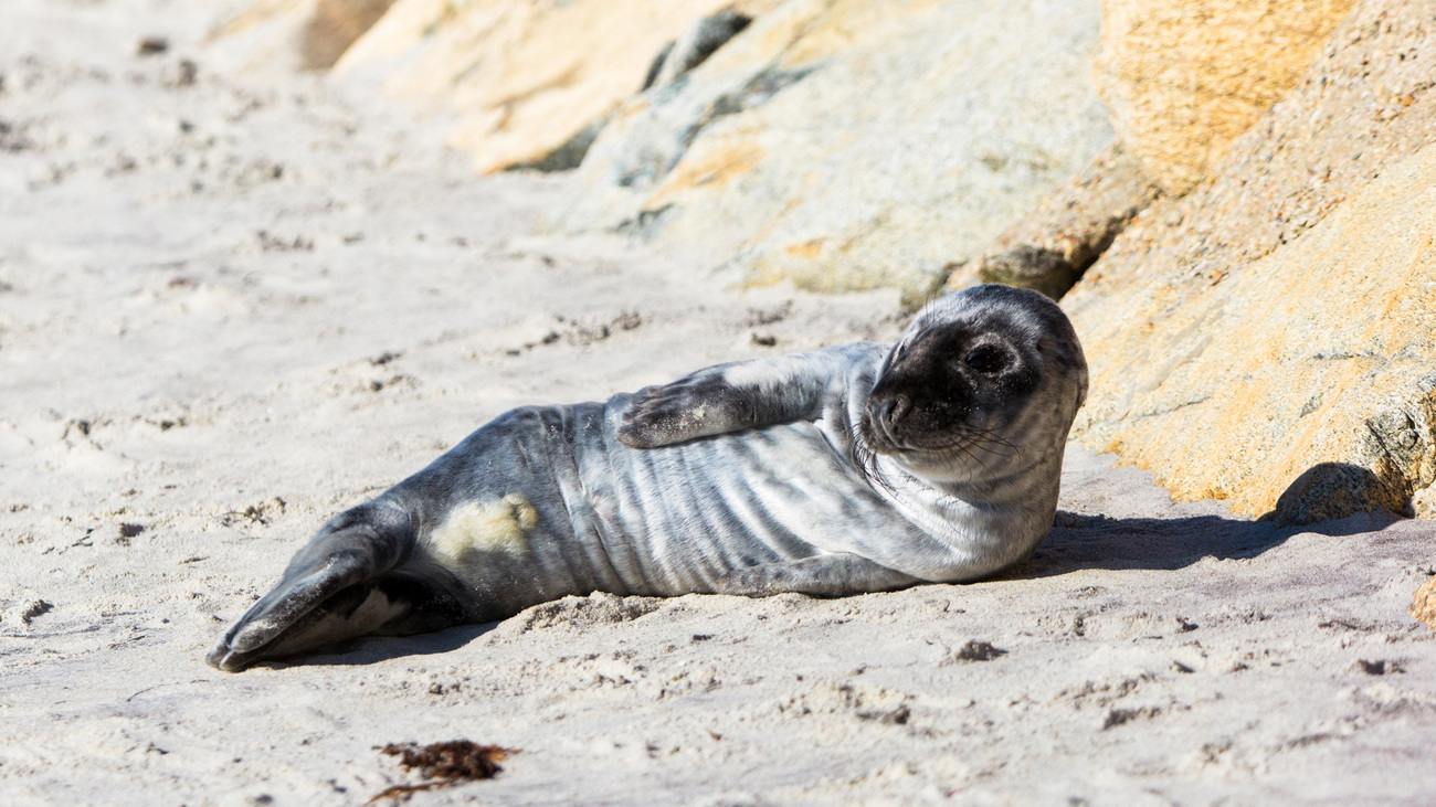 A grey seal pup