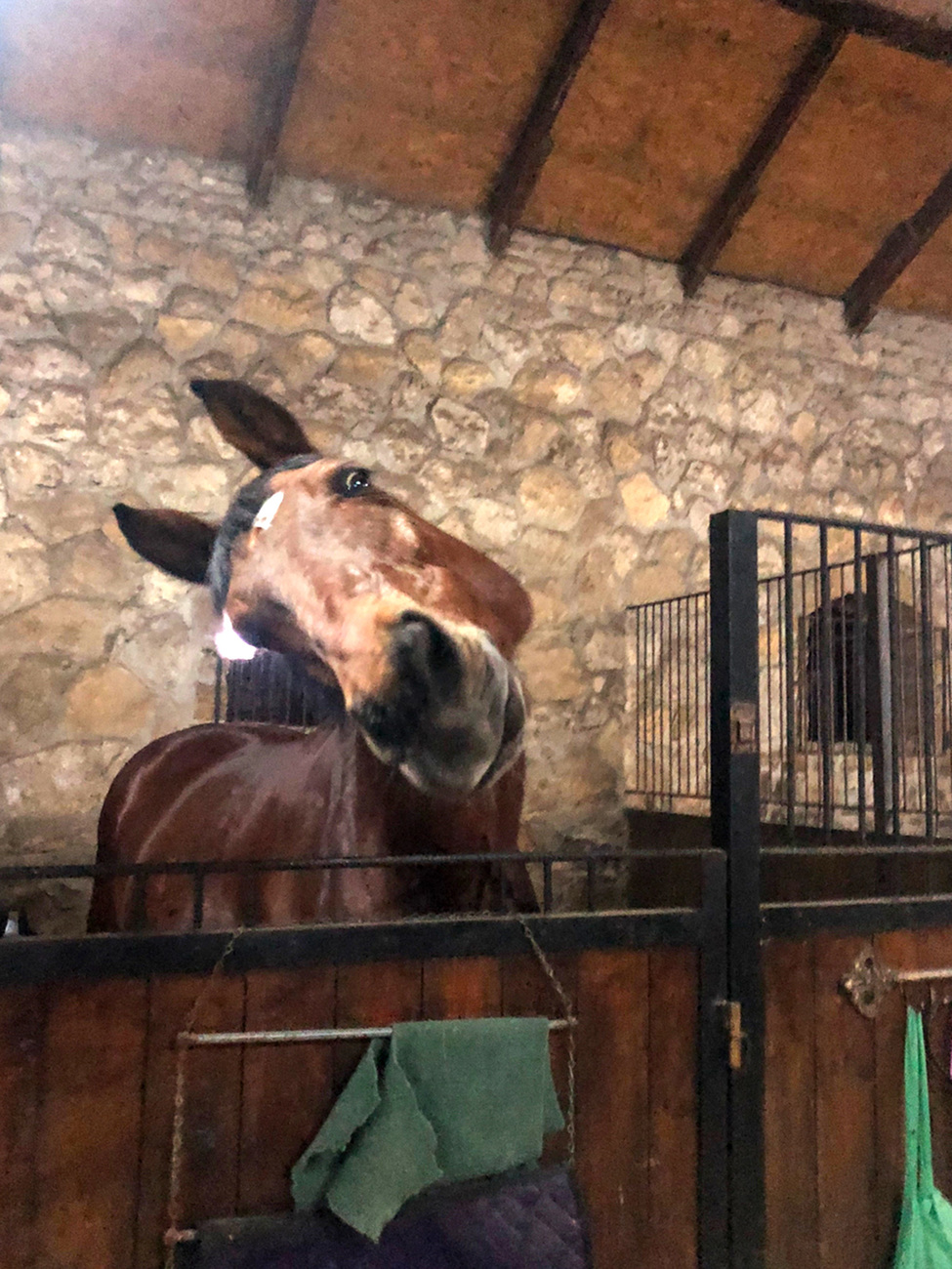 16-jarige merrie Pompea, op vierjarige leeftijd gered door ruiterclub Zolotaya Podkova, kijkt met een schuine kop in de camera.