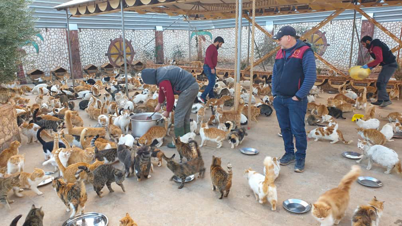 IFAW has supported House of Cats Ernesto as they care for animals in an unpredictable climate in Syria.