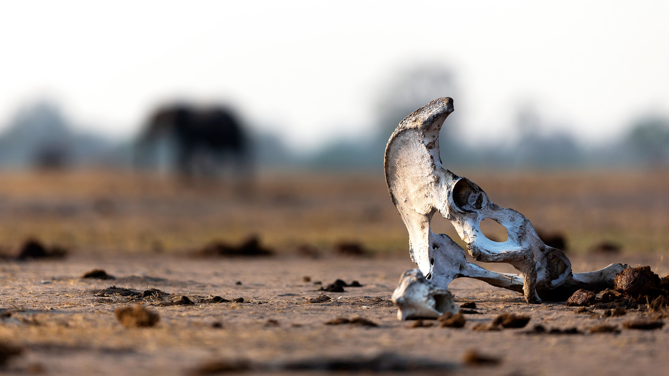 A bone from the skeleton of a dead African elephant.