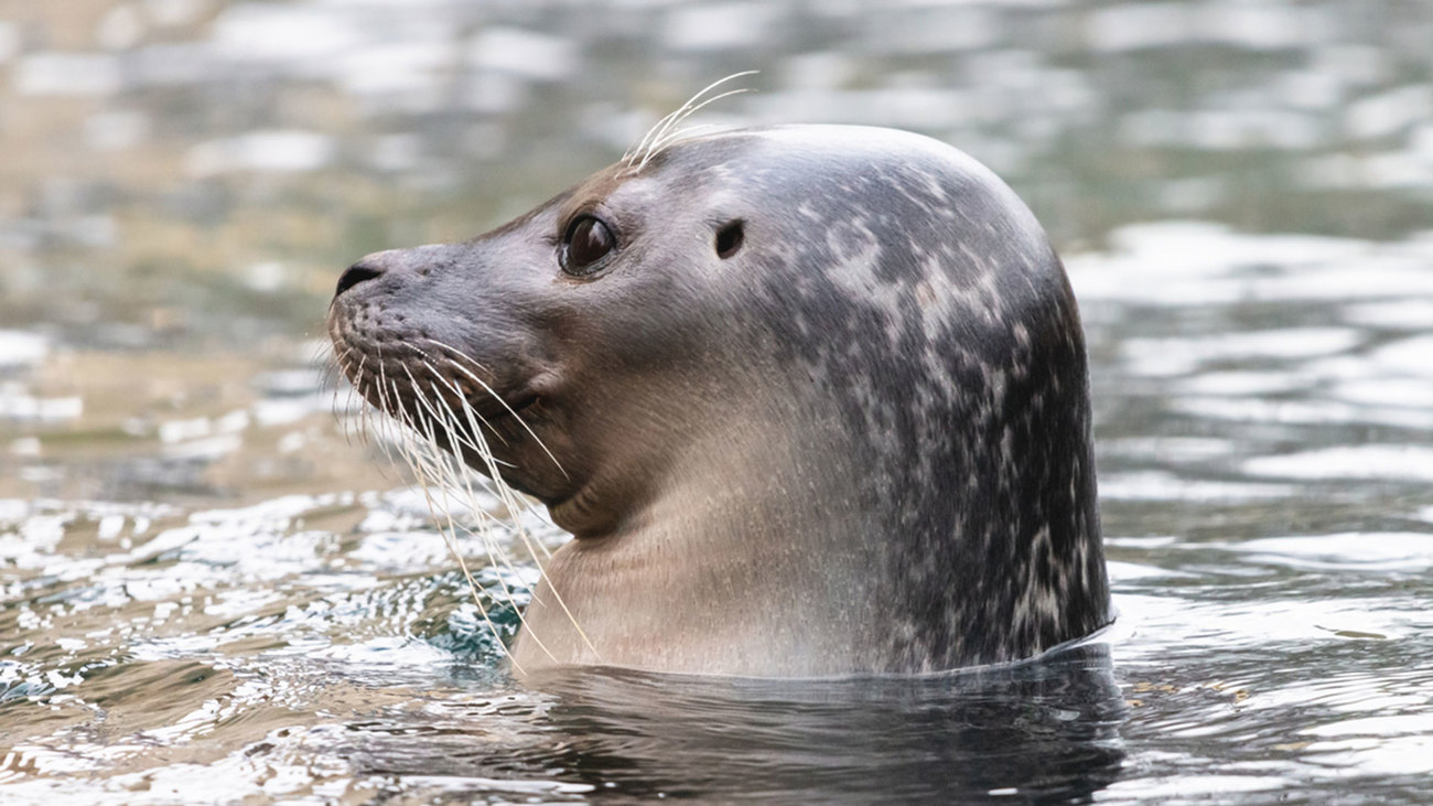 A harbor seal in the water with visible ear opening.