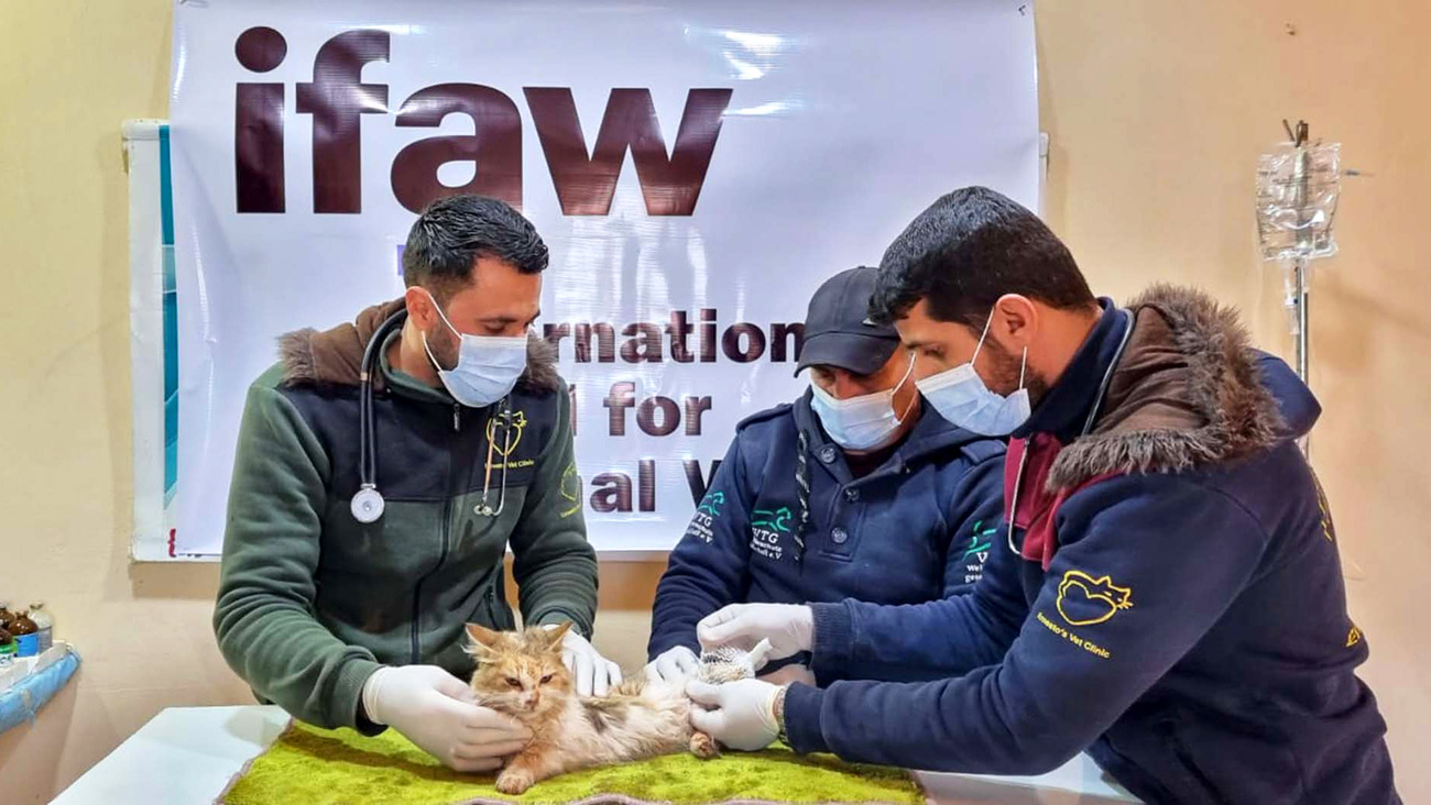 Het team van House of Cats Ernesto verzorgt een kat die ze uit het puin hebben gered na de verwoestende aardbeving in Syrië.