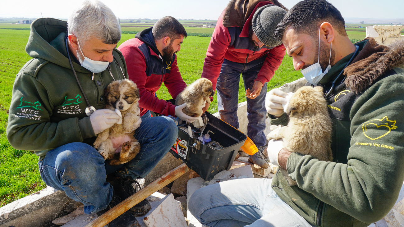 how IFAW is helping animals and people during the Ukraine crisis