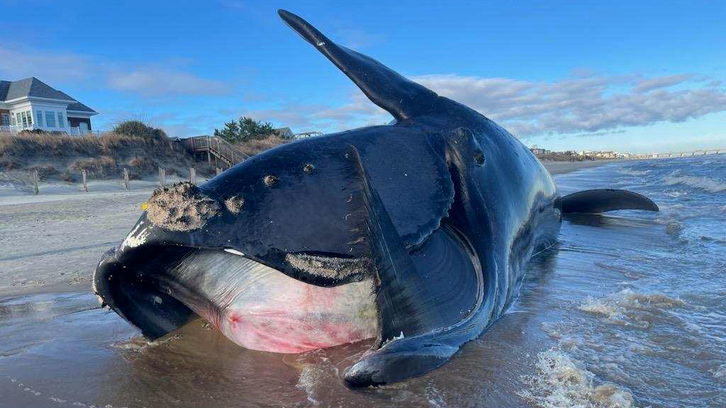 A dead North Atlantic right whale found washed ashore in Virginia Beach.