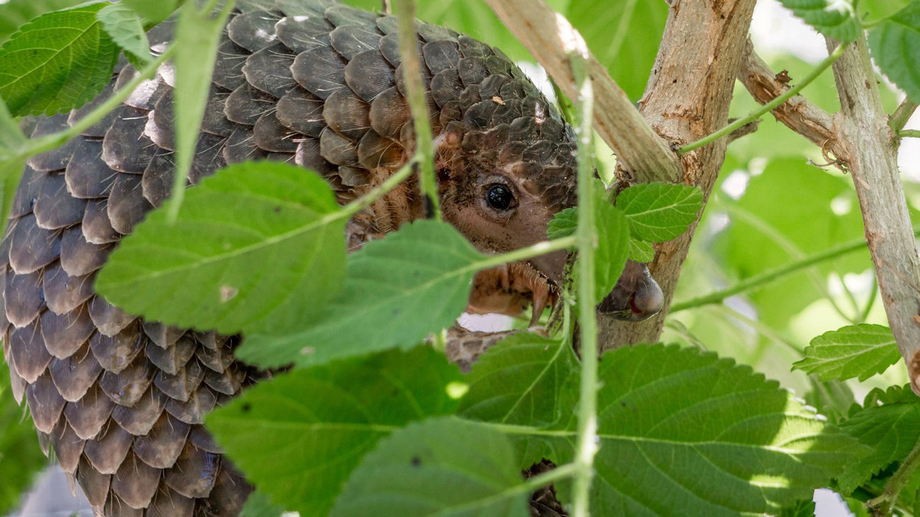 A pangolin