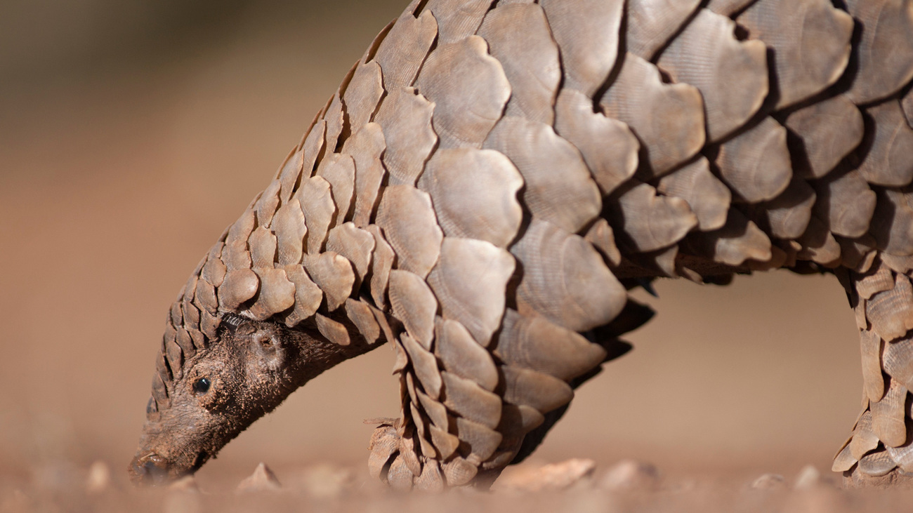 Eine Nahaufnahme von einem Pangolin.