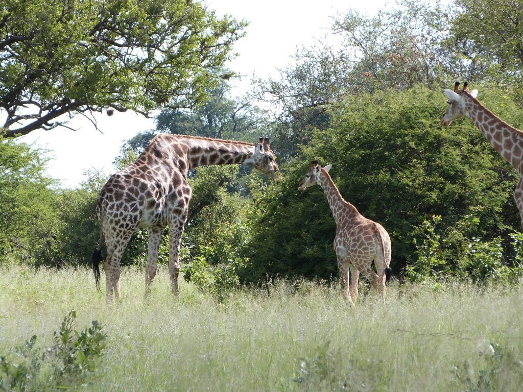 Zwei Giraffen in der Wildnis