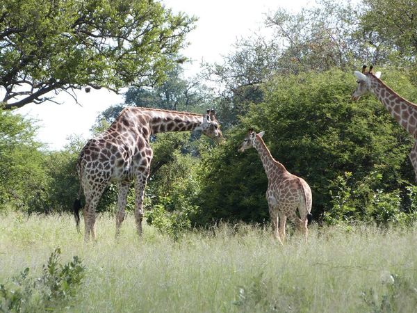 IFAW & ZimParks – erfolgreiche Zusammenarbeit zum Schutz der Wildtiere in Simbabwe
