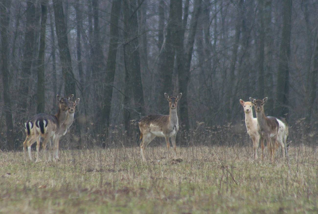 Deer wander through open land at Beremytske Biosphere during the war in Ukraine.