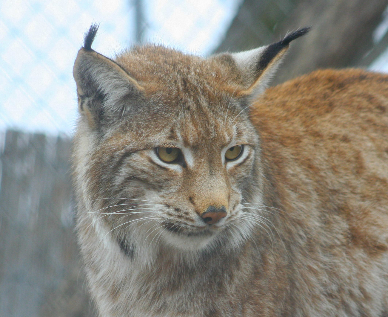 Een lynx wordt verzorgd in Beremytske Biosphere tijdens de oorlog in Oekraïne.