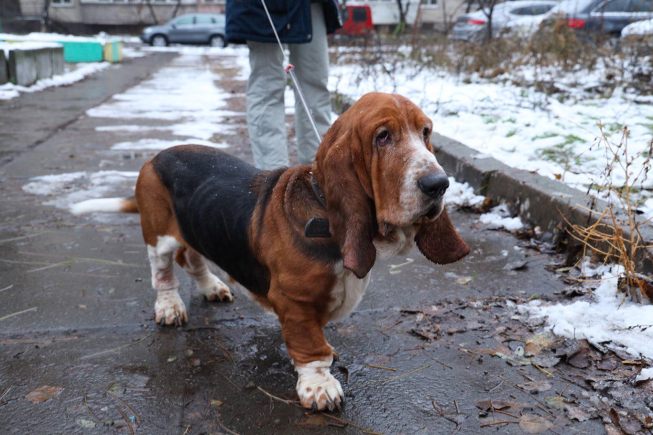 Ein Hund wird von Nova Ukraine aus Kherson (Ukraine) evakuiert.