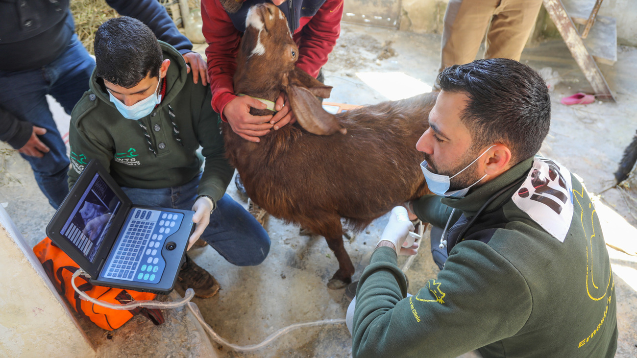 The House of Cats Ernesto team performs an ultrasound on a pregnant goat affected by the earthquake in Syria.