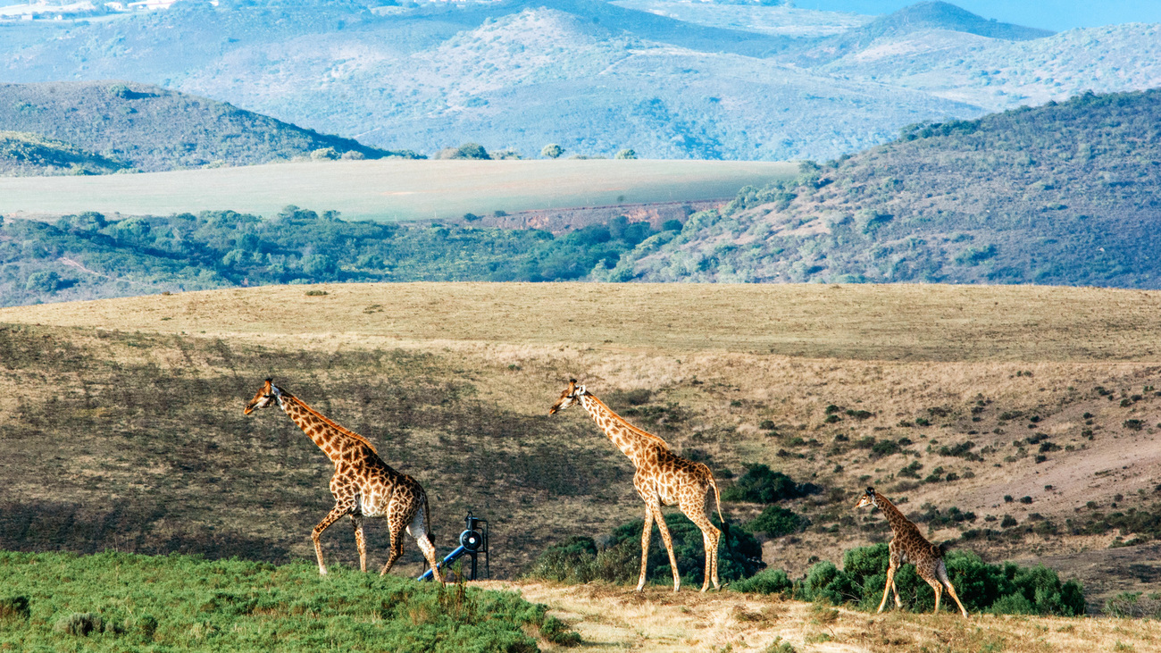 Adult female Gina, followed by adult female Gilly and her calf Geena, explore their new home at Brandwacht Game Reserve, Mossel Bay, South Africa.