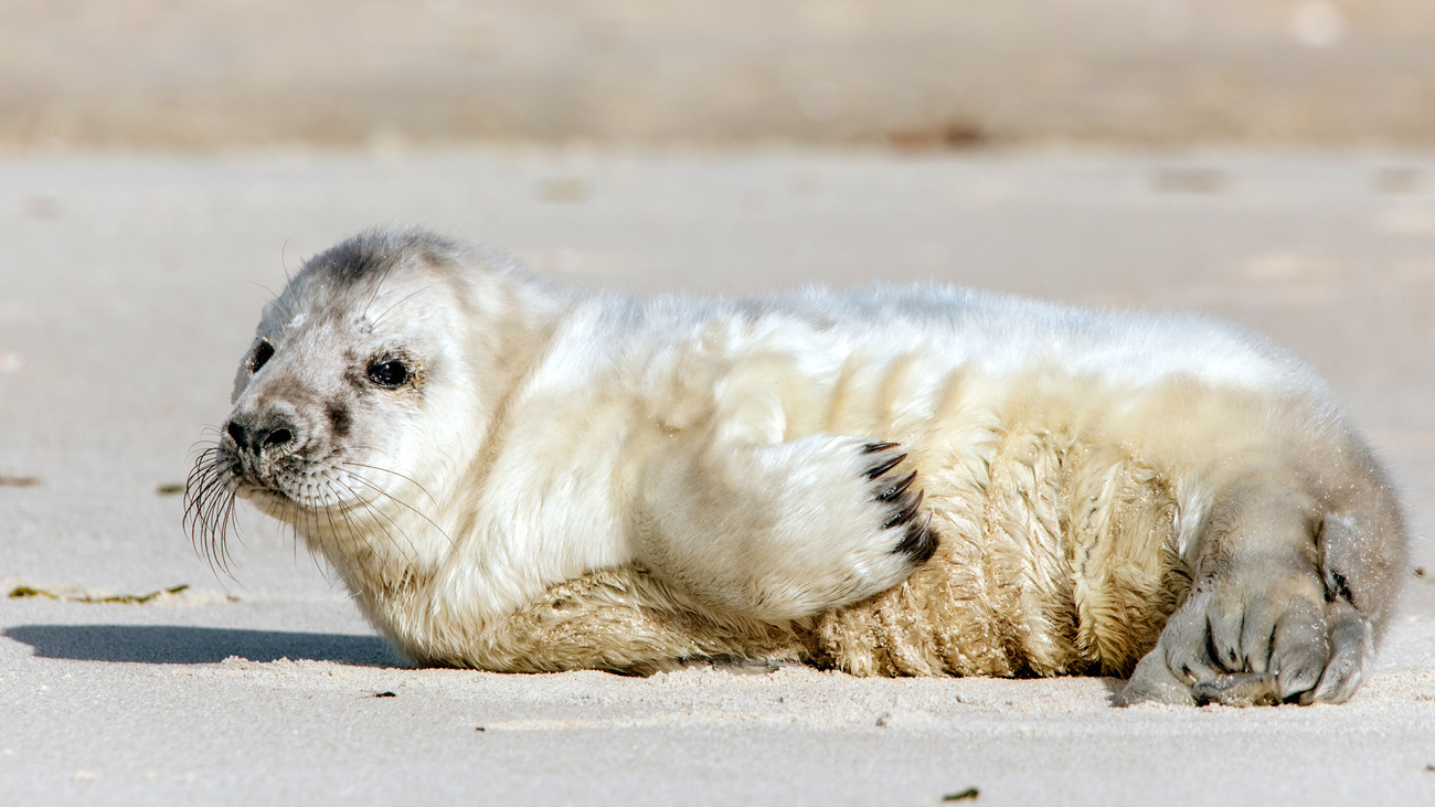 Zeehondenpup Denali op het strand voordat hij werd gered.