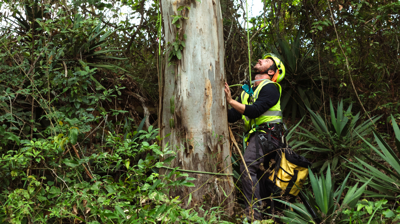 IFAW responder and tree climber Kailas Wild prepares to climb a tree to rescue a sick koala.