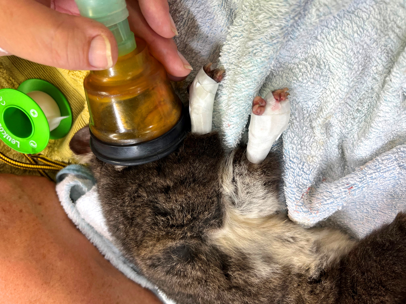 A critically endangered western ringtail possum undergoing treatment.