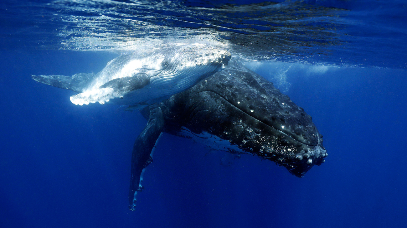Humpback whales off Australian waters.