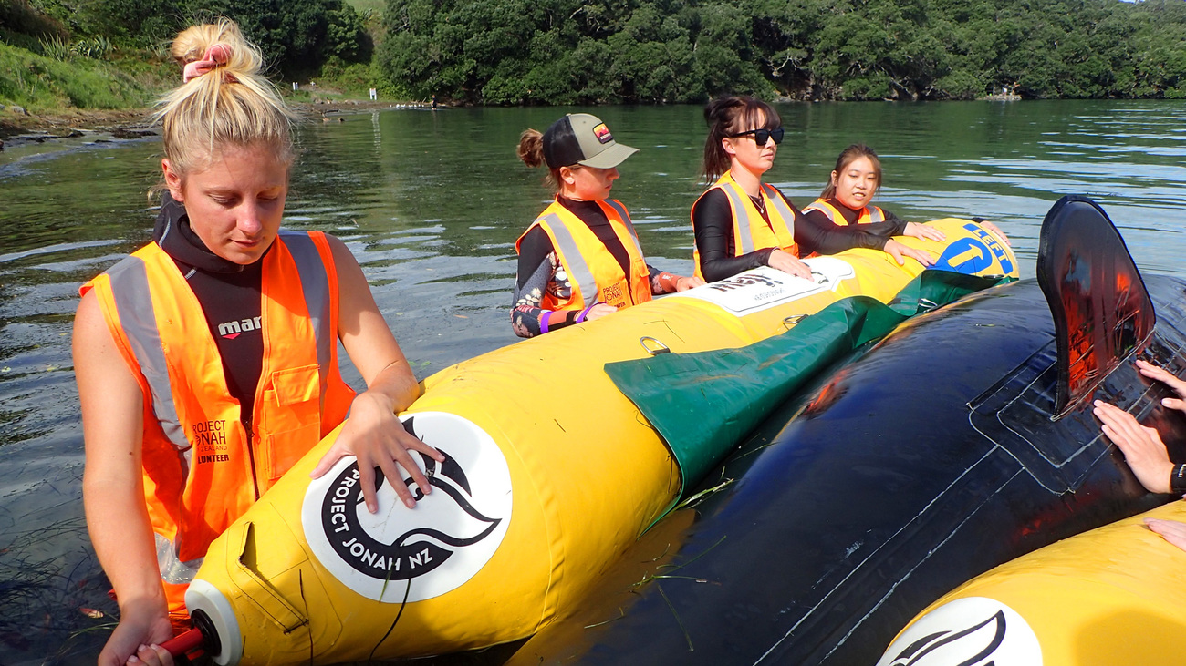 Project Jonah volunteers training with the IFAW pontoon boat.