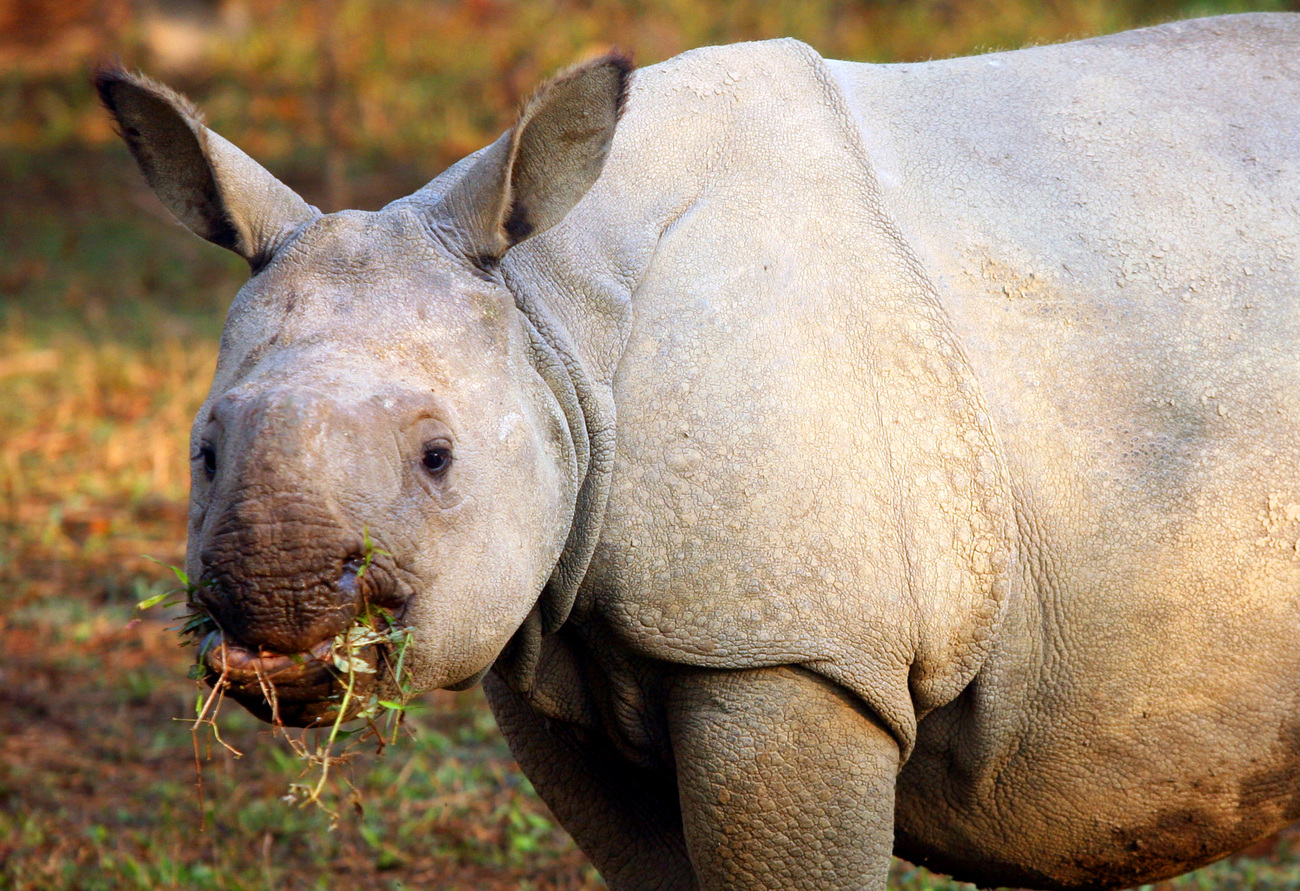 An orphan rhino munches hay inside a boma at the IFAW Wildlife Rescue Center prior to relocation to Manas National Park in Assam, India.