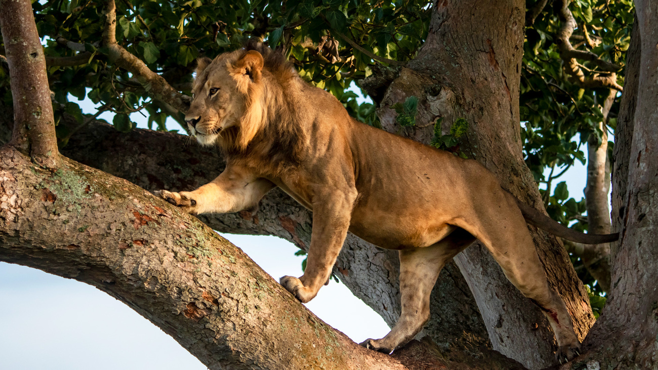 Lion climbing a tree in Queen Elizabeth National Park.