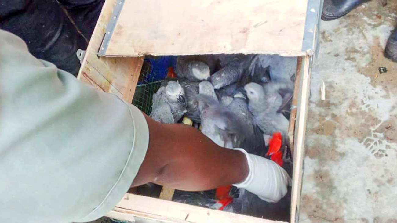 A crate of African grey parrots smuggled into Uganda by a Congolese national—the parrots will be rehabilitated and released back to the wild.