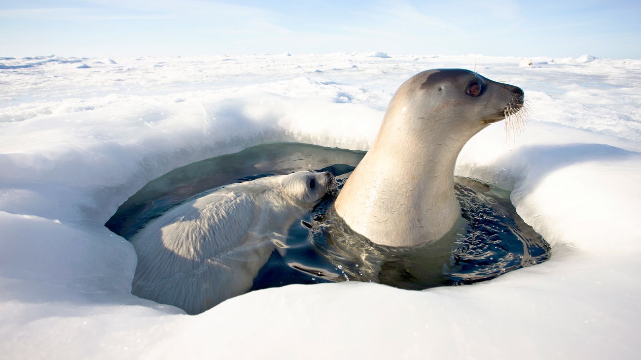 An adult female harp seal and pup surfacing in a breathing hole in the ice.