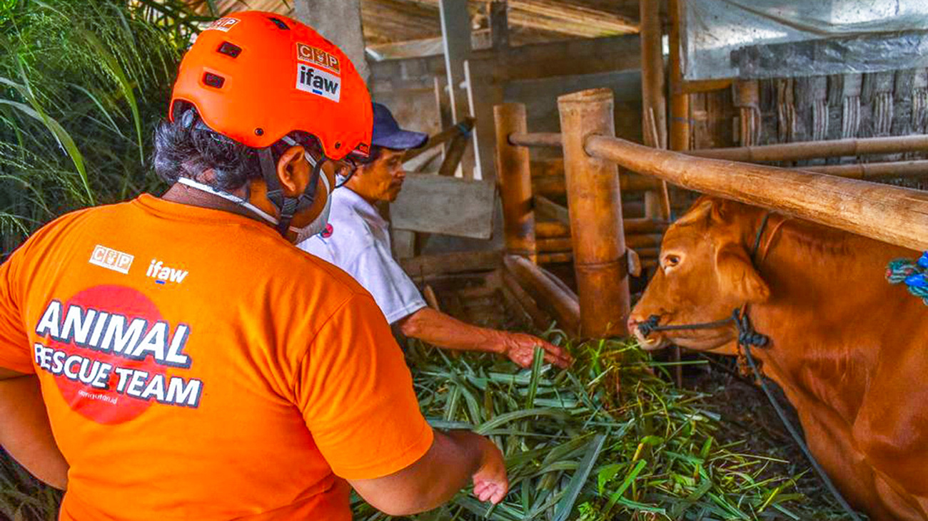 Des membres de l’équipe de sauvetage des animaux nourrissent le bétail suite à l’éruption du Merapi. 