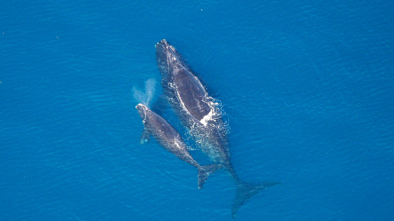 A North Atlantic right whale with its calf exhaling the species’ unique V-shaped blow.