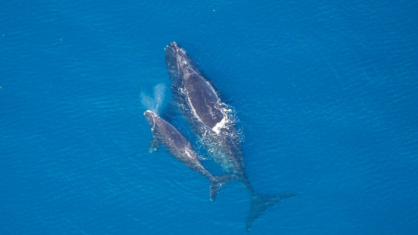 researchers track North Atlantic right whales with specialized equipment