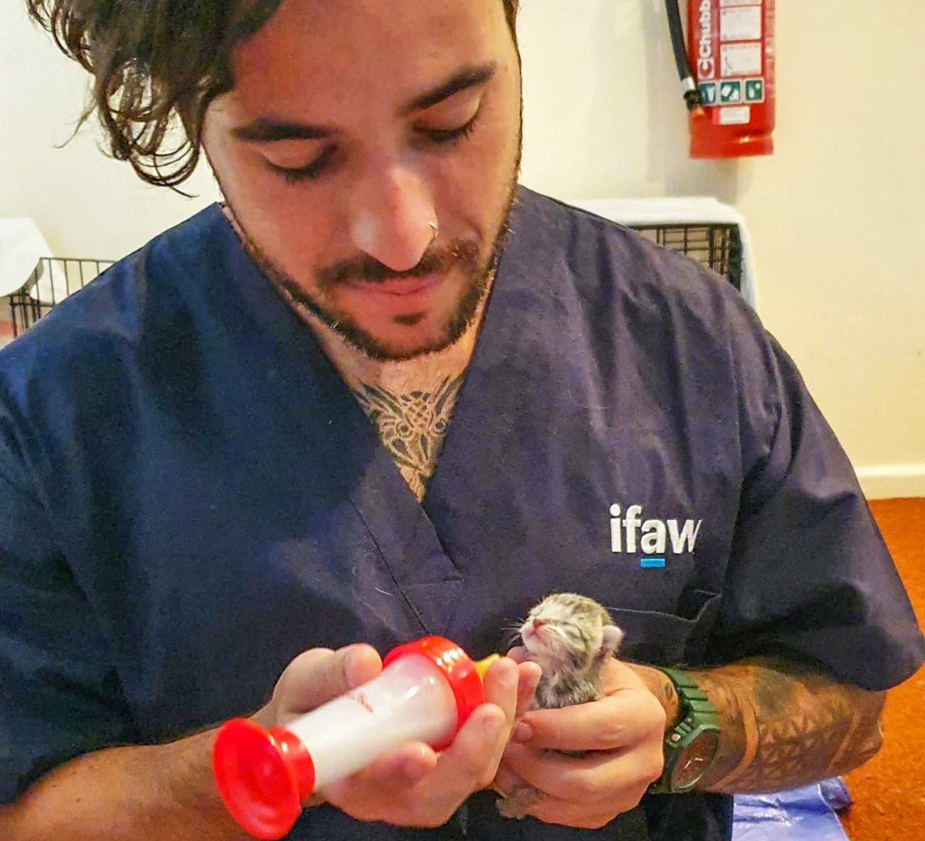 IFAW Animal Rescue Officer Robert Leach feeding a rescued kitten after the New Zealand cyclone.