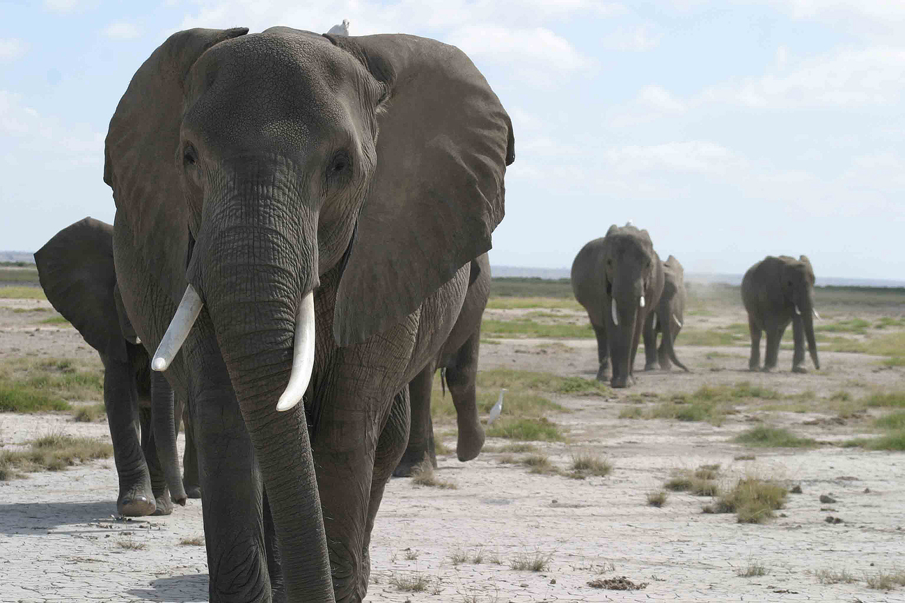 Elephants observed at the Amboseli Elephant Research Project