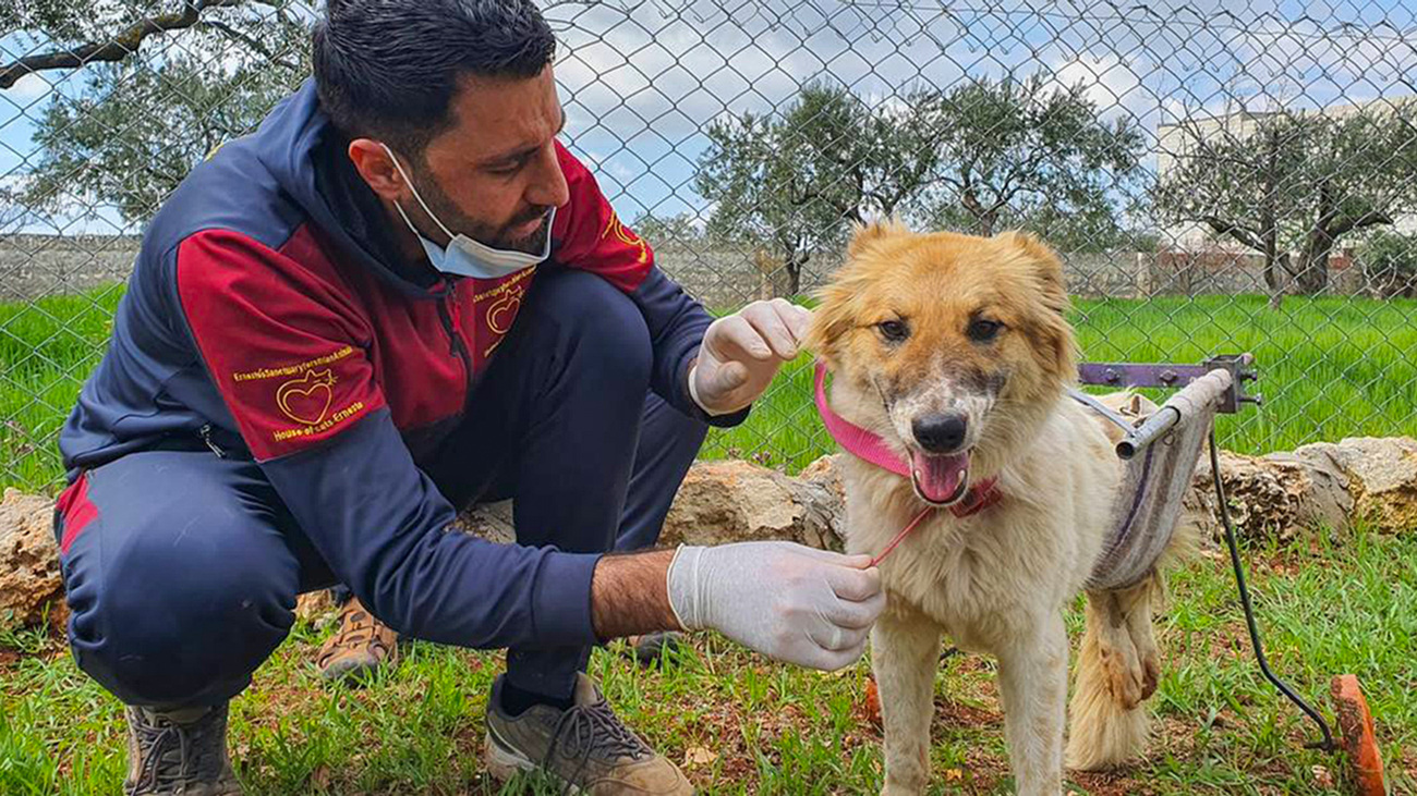 House of Cats Ernesto team members created a makeshift wheelchair for Bobby, a paralysed dog they rescued after the earthquake in Syria.