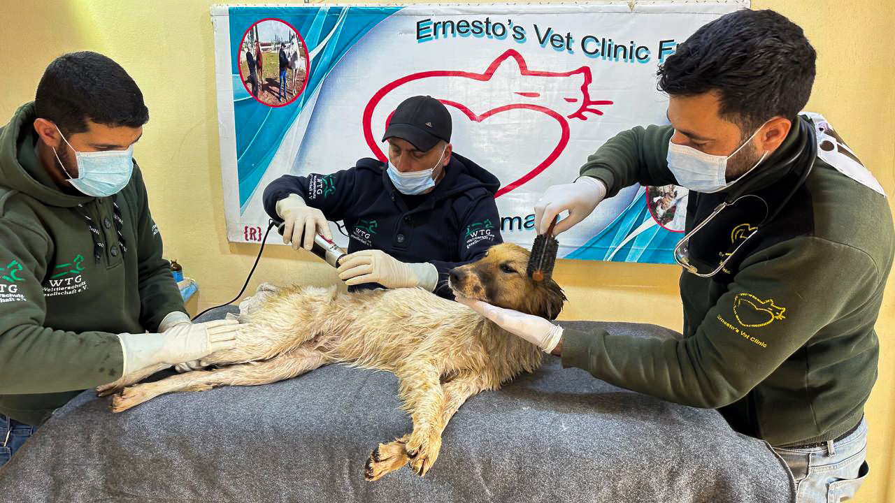 House of Cats Ernesto team members blow-dry and brush Bobby, a paralysed dog they rescued after the earthquake in Syria.