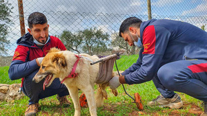 Dutch detection dogs Bruce and Boris help save jaguars