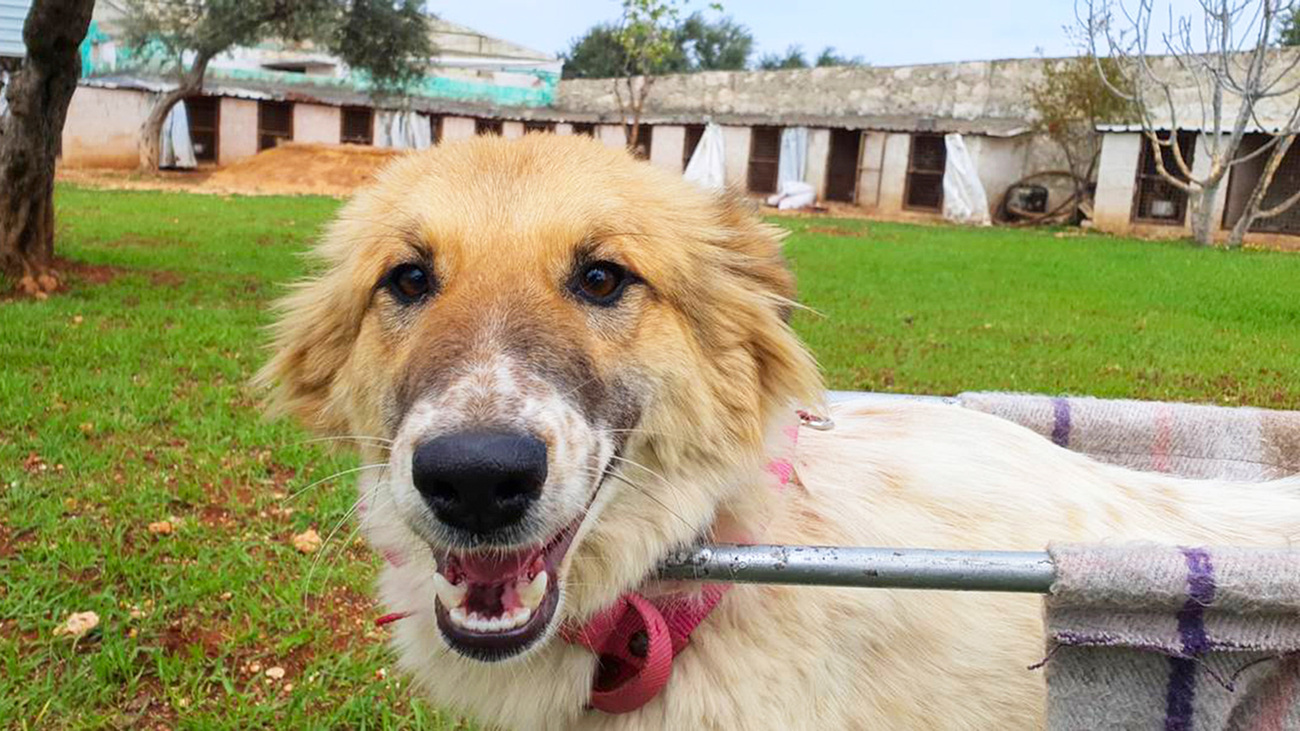 House of Cats Ernesto team members created a makeshift wheelchair for Bobby, a paralyzed dog they rescued after the earthquake in Syria.