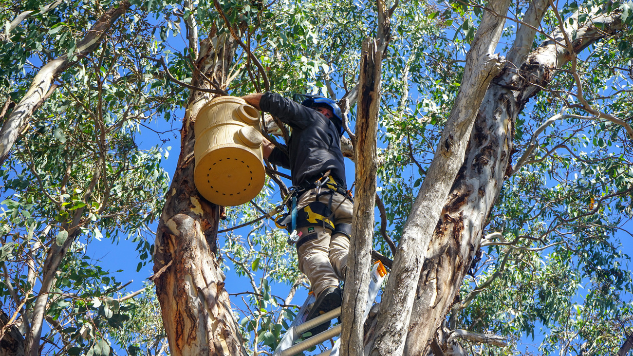 Habitat Innovation and Management ecologists monitoring nest boxes installed at a property in southern New South Wales through IFAW’s partnership with the Great Eastern Ranges.