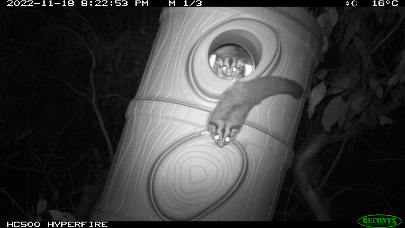 Squirrel gliders were captured using the Habitech nest boxes installed in southern New South Wales through IFAW’s partnership with the Great Eastern Ranges.