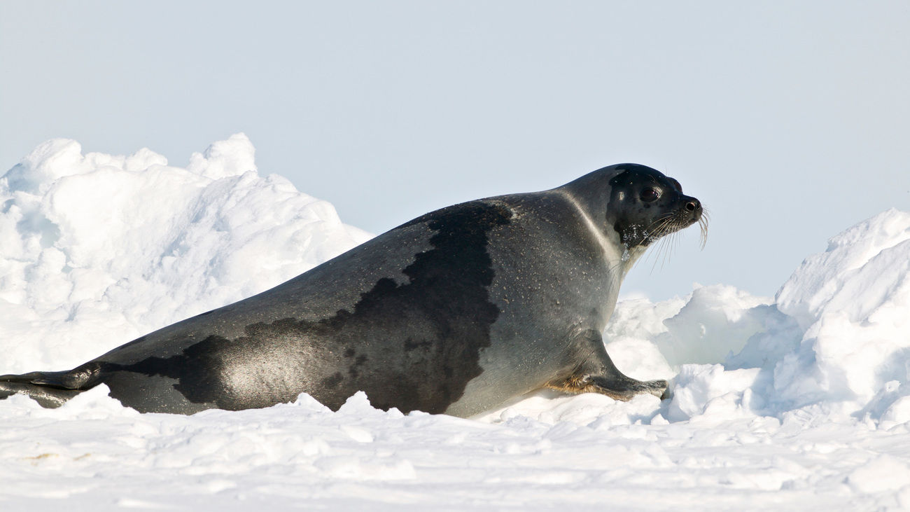 An adult harp seal in the snow.