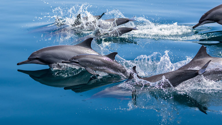 Dolfijnen Weetjes: Alles Over De Acrobaat Van Het Water | Ifaw