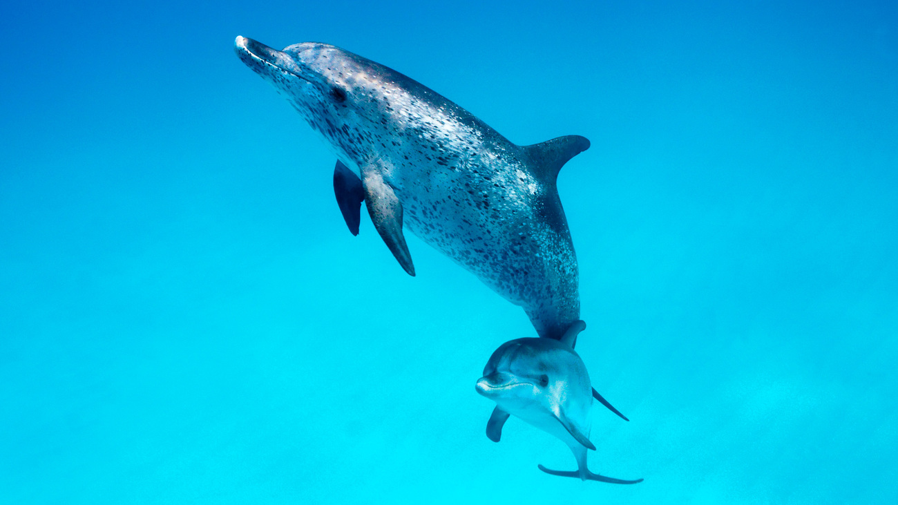 Atlantic Spotted Dolphin and baby