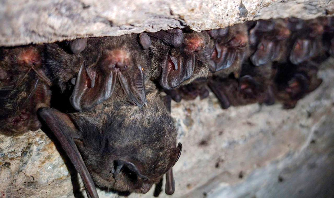 A large colony of rare bats rescued in Ukraine.