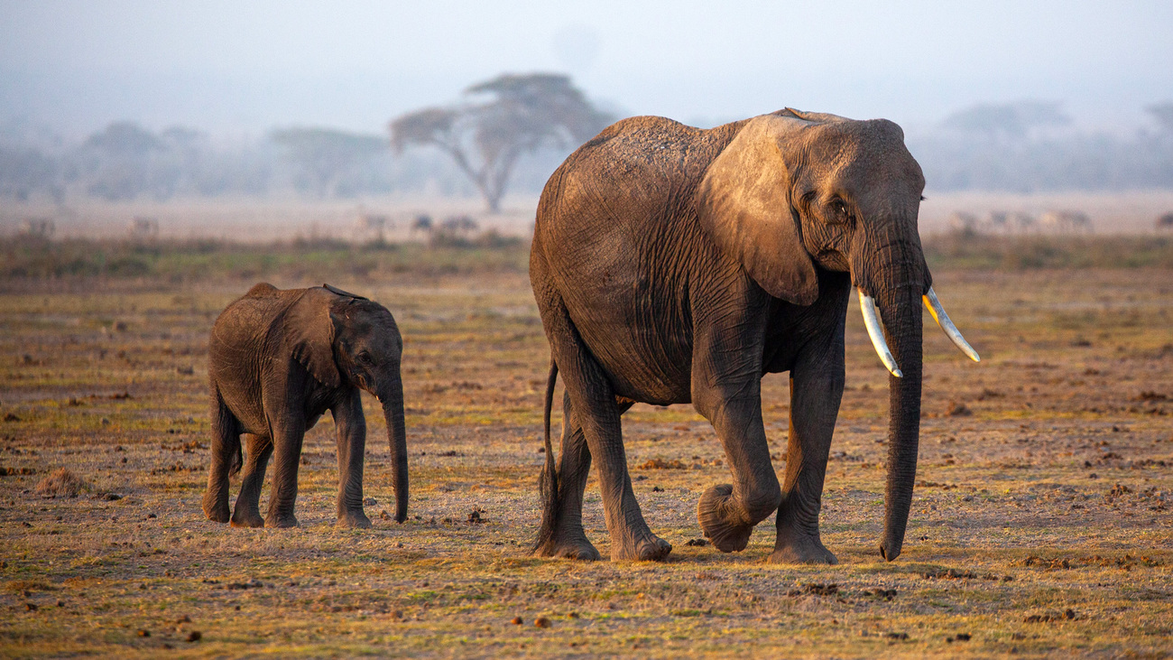 An elephant mother and calf walk together in Amboseli National Park.