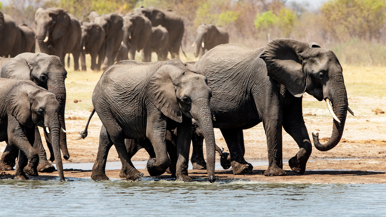 A large herd of African elephants approaches a watering hole in Hwange National Park, Zimbabwe.