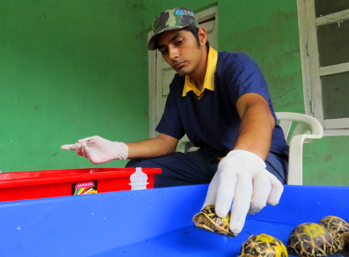 Indiase douanebeambten hebben 440 sterschildpadden in beslag genomen op het vliegveld van Thiruvananthapuram (India).