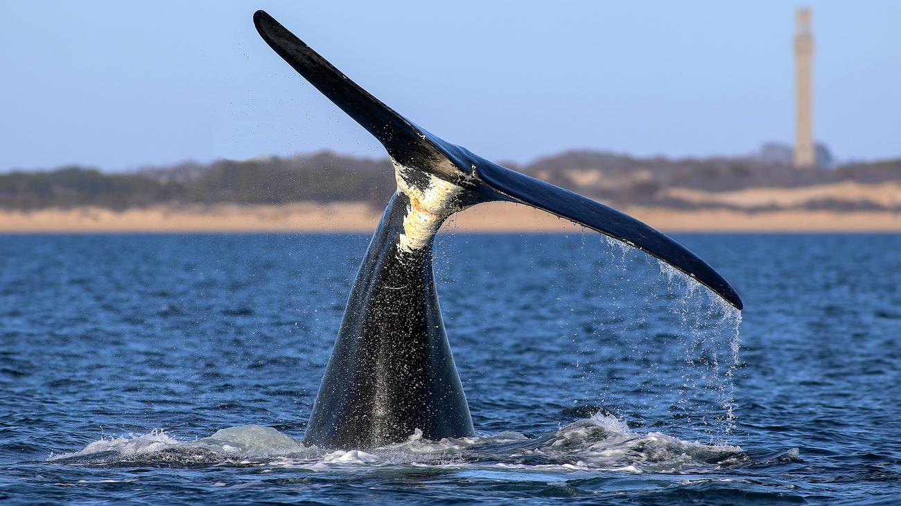 A North Atlantic right whale shows scarring from previous run-ins with gear/boats as it flukes in Cape Cod Bay as seen from Song of the Whale.