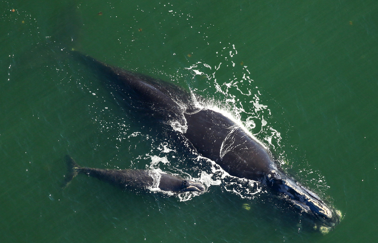 Recognizing Massachusetts Right Whale Day